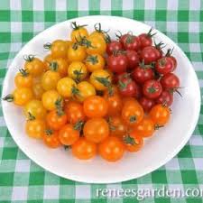 Check spelling or type a new query. Tricolor Cherry Tomatoes Garden Candy F1 My Organic World