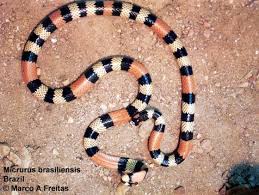 (botany, zoology, new latin) of a species, having a range including brazil. Micrurus Brasiliensis The Reptile Database