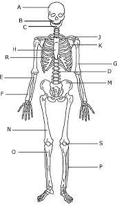 Human Vs Bird Skeleton Human Skeleton Anatomy Human Body Activities Human Anatomy