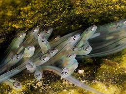 As young eels attain pigment and begin the journey into freshwater, they are called elvers. 19 Eel Smugglers Sentenced In Operation Broken Glass But Lucrative Trade Persists