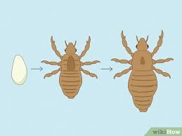 Image result for pubic lice symptoms
