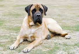 Mastiff Dog Breed Information