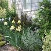Plants are moving in and out of the nursery too rapidly for inventory to be accurate, please use as a guide only. 1