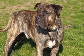 Maybe you would like to learn more about one of these? Trainings Videos Dogbehaviour