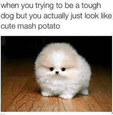 The best memes from 2020 are right here, though we understand if you don't want to put yourself through all that again. 30 Clean Funny Animal Memes 2021 Live One Good Life