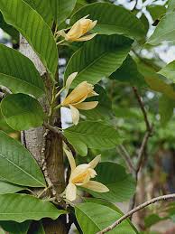 Image result for Magnolia champaca