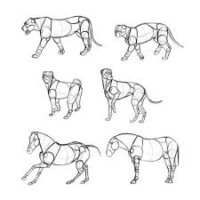 Maybe you would like to learn more about one of these? Learn Animal Anatomy To Draw Realistic Animals From Imagination Class101 Usa
