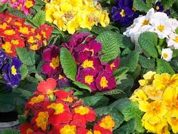 Farklı çiçek türlerini bir arada barındıran aranjmanlar seçenekleriniz arasında mevcut. Rengarenk Halleri Birbirinden Guzel Hikayeleriyle 13 Unlu Kis Cicegi Listelist Com