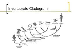 Https Image Slidesharecdn Com Animalkingdomcomparativeanatomy 110815154117 Phpapp01 95 Animal Kingdom Comparative Anatomy 39 728 Jpg Cb 1313423895