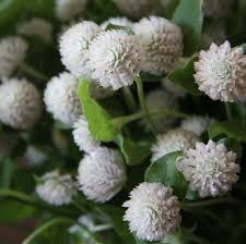Gomphrena White Globe Flower Seeds Gomphrena Globosa 50 Seeds Globe Flower Globe Amaranth Flower Seeds