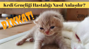 Kedilerde Olumcul Islak Ve Kuru Fip Hastaligi Nedir Kedi Bakimi Veterinary Abdullah Sah Youtube
