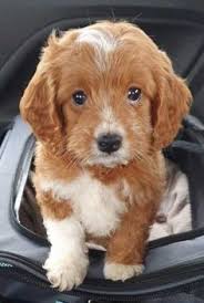 Find cockapoo breeders & puppies for sale in or around virginia beach. 900 Cockapoo Ideas Cockapoo Puppies Cockapoo Puppies