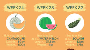 Baby Growth Chart How Big Is Your Baby This Week Infographic