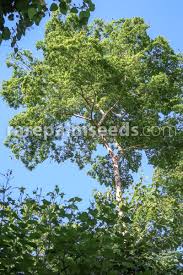 Image result for Hymenaea courbaril