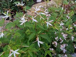 Image result for Hypoxis bampsiana