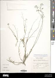 Image result for Wahlenbergia madagascariensis