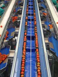 Tomato Grading Line Tomatoes Sorting Machine