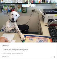 Funny Animals Funny Memes About Work Funny Dog Memes Funny Animal Pictures