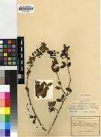 Image result for Cleistanthus schlechteri