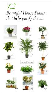 The Best And Most Beautiful House Plants For Cleaner Air Air Purifying House Plants House Plants Indoor Plants