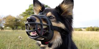 Muzzles secure the snout of your dog, and occasionally, the face as a whole inside them. How To Muzzle Train Your Dog Pdsa