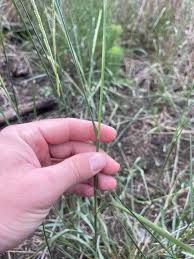 Image result for Setaria geminata
