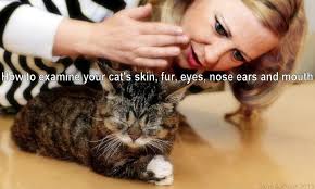 How To Examine Your Cat S Skin Fur Eyes Ears Nose And Mouth Cat Wisdom 101 Everything Feline Since 2011 Cats Cat Behavior Cat Skin