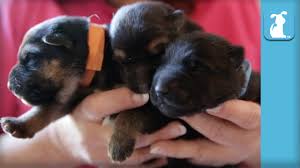 Adopt mica a german shepherd dog, husky. 5 Day Old German Shepherd Puppies So Amazing Puppy Love Youtube