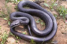 Hawks, owls, foxes, bobcats, raccoons, fish and many other species. Rat Snake Facts Live Science