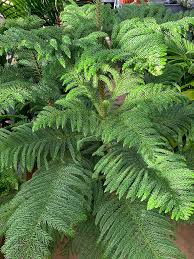 Image result for Araucaria heterophylla