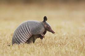 Armadillo Jpg 5125 3417 Weird Animals Armadillo Mammals