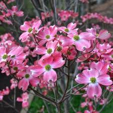 Plant does not set seed, flowers are sterile, or plants will not come true from seed. Cornus Florida Rubra Buy Pink Flowering Dogwood Trees Shrubs