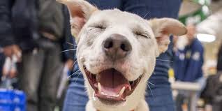 Learn more about homeward bound animal rescue in mechanicsburg, pa, and search the available pets they have up for adoption on petfinder. We Love Shelter Pets According To This Report You Do Too Amazing Animal Stories Pets Pet People