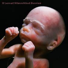 26 weeks pregnant with twins. Weeks22 26 Human Gestation