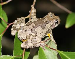 Image result for Cryptolepis hypoglauca