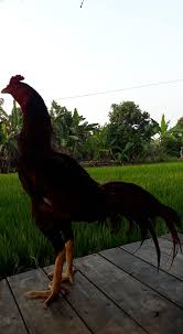 Jun 24, 2021 · resep sawut, jajanan khas yogyakarta. Tisztazd Harcos Vago Ninja Bl Sthelensfreemason Com