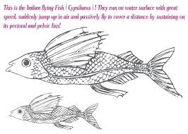 Flying Fish Coloring Pages For Kids