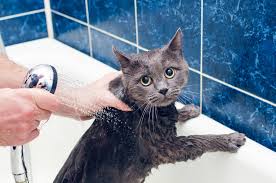 Unless our cat actually enjoys the bathing process, we should no bathe our cat. Is Baby Shampoo Safe For Cats Ipetcompanion