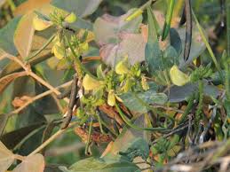 Image result for Rhynchosia luteola