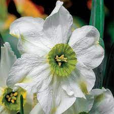 26 Spring Blooming Daffodils To Plant In The Fall Finding Sea Turtles Bulb Flowers Daffodils Daffodil Bulbs
