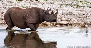 List of the most endangered animals in south africa. The Most Endangered Animals In Africa Safaribookings