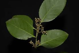 Image result for Sladeniaceae