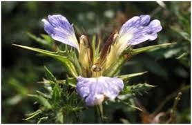 Image result for Blepharis buchneri