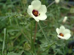 Image result for Hibiscus tridactylites