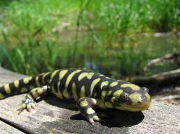Amphibians Of Colorado Tiger Salamander Amphibians Salamander