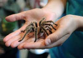 Spiders can live for about two decades, an approximation of 20 to 24 years in captivity. Tarantulas Rarely Bite And Other Facts About The Friendly Spiders