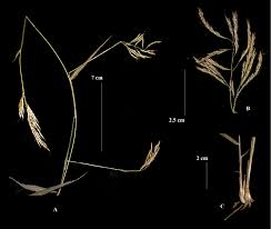 Image result for Capillipedium