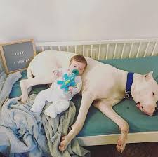Mina Starsiak Shuts Down Mommy Shamers Over Photo Of Her 9 Week Old Son Posing With Dog Mina Starsiak Teacup Puppies For Sale Baby Dog Photos