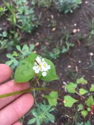 Image result for Fagopyrum esculentum