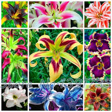 100 Pcs Lily Plants Indoor Bonsai Calla Lily Seeds Beautiful Garden Lily Flower Seeds Free Shipping 32423312407 Html Lily Flower Seeds Lily Plants Flower Seeds